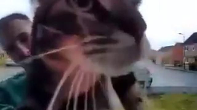 кот мяукает в камеру мем смотреть онлайн