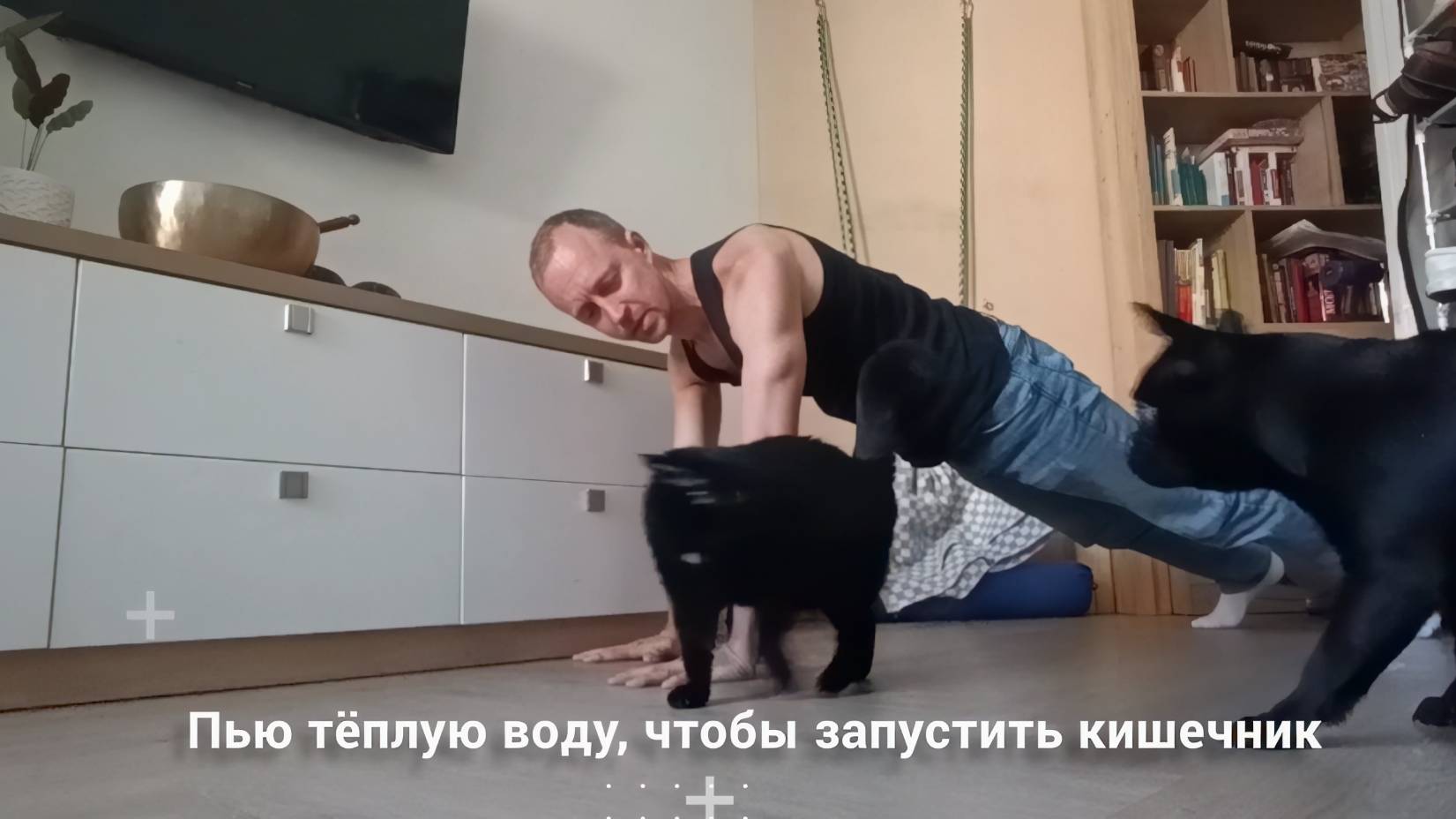 Кошка, собака и планка! Марафон планка30 в домашнем зоопарке. Планка 1 минута 45 сек