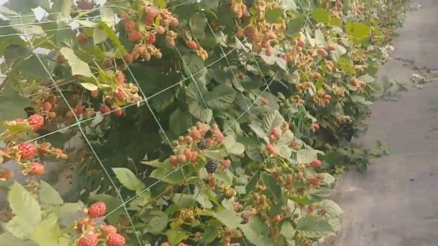 Ежевика Тройная Корона, почему производим замену сорта. смотреть онлайн