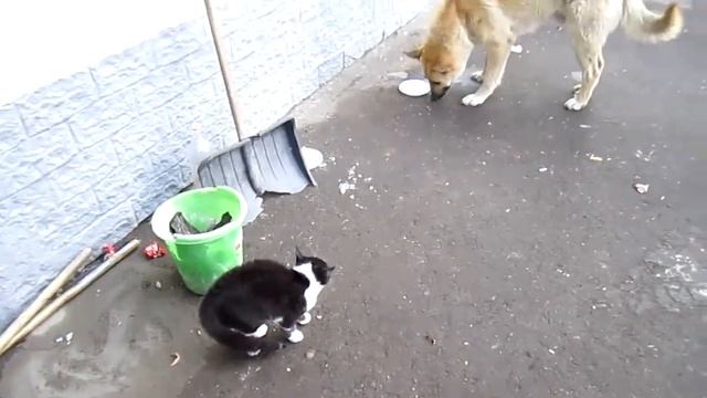 Кот против собаки!!!Нереальная драка! приколы с котами и собаками(Cats LIVE) смотреть онлайн
