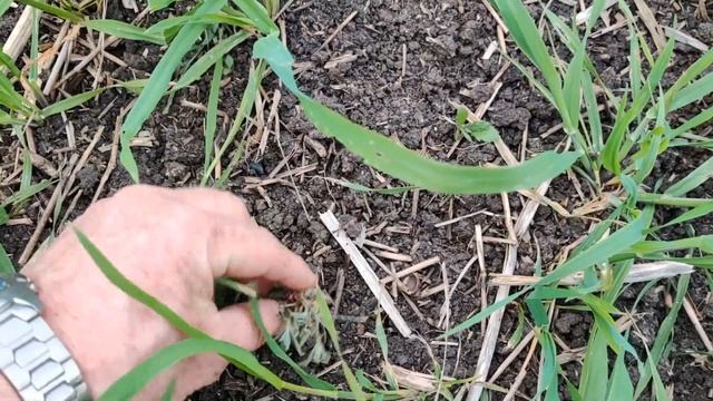 Stubble rake weeding смотреть онлайн