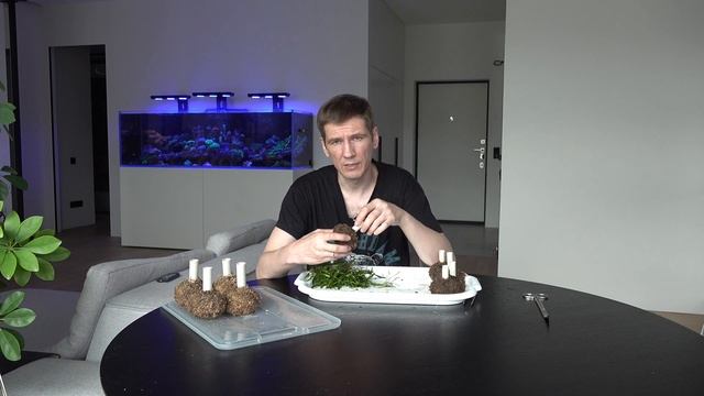 Криптокорина Люценс. Высадка в вабикусу смотреть онлайн