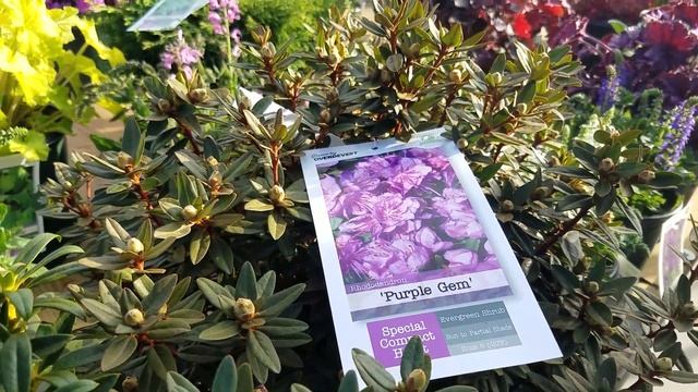 Rhododendron 'Blue Baron' & 'Purple Gem' смотреть онлайн