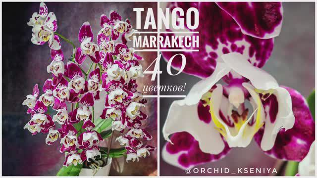 Phal. Tango (Marrakesh) 3-lips 🌷 Первое домашнее цветение шикарной орхидеи трилипс Танго (Марракеш) смотреть онлайн