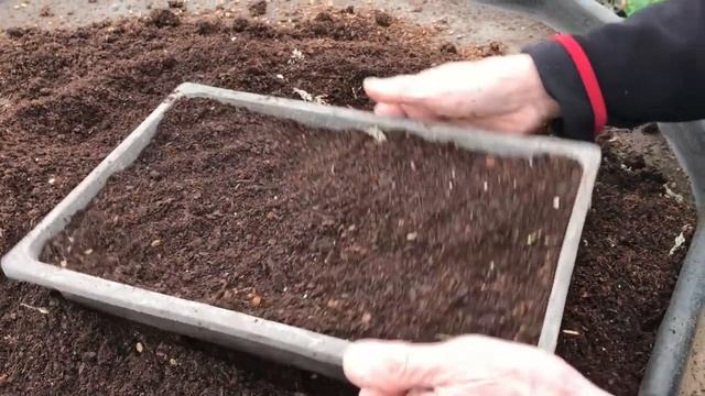 How To Sow Maple Seeds Successfully