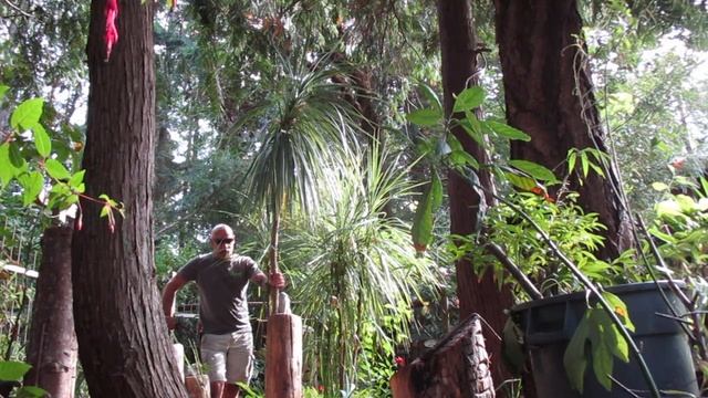 Cordyline australis in our garden in Canada смотреть онлайн