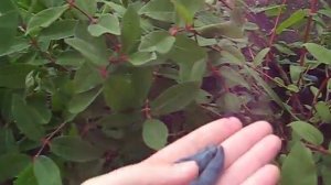 жимолость дочь великана