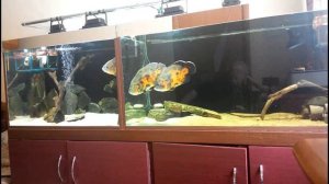 чем я кормлю своих астронотусов