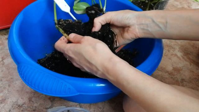 Сциндаптус золотистый смотреть онлайн