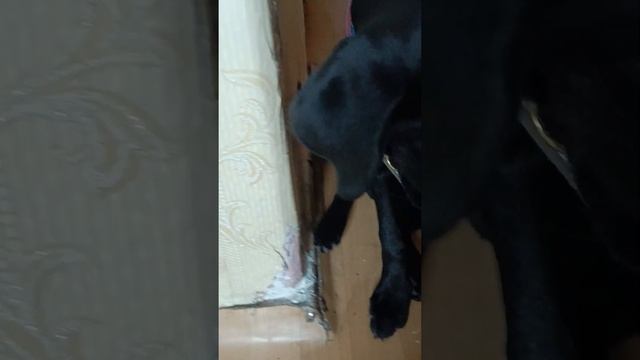 как научить собаку дай лапу смотреть онлайн