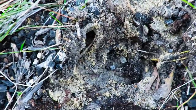 Bug Hunt In The Woods Find Bugs Under Logs With Zoe Bonus Bull Ants Australia смотреть онлайн