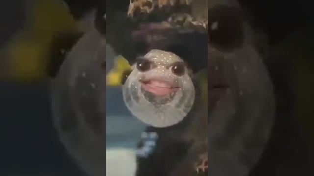 Смешная рыба!с добрым утром страна! смотреть онлайн