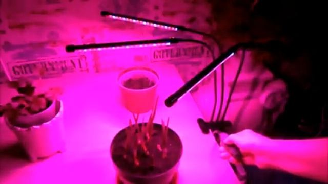 Как подключить фито-лампу. Лампа необходима для развития растений сразу после всходов. смотреть онлайн