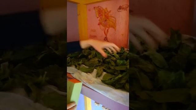 Заготовка травы для улиток ахатин смотреть онлайн