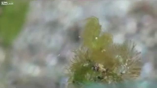 Загадки подводного мира смотреть онлайн