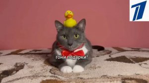 КОТИНЕТ НА ПЕРВОМ КАНАЛЕ МИНИ СБОРНИК ОТ ПЕРВОГО КАНАЛА