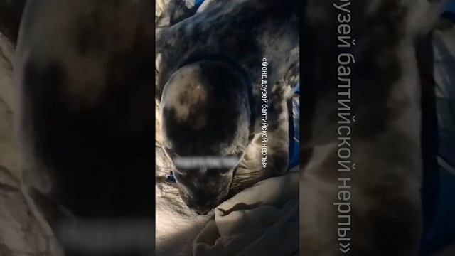 Спасение детеныша нерпы в Петербурге смотреть онлайн