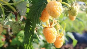 Самая вкусная и крупная жёлтая малина