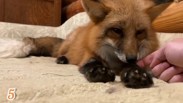 ЛИСЯО. Алиса - Лиса. Как лисичка лежит на руках смотреть онлайн