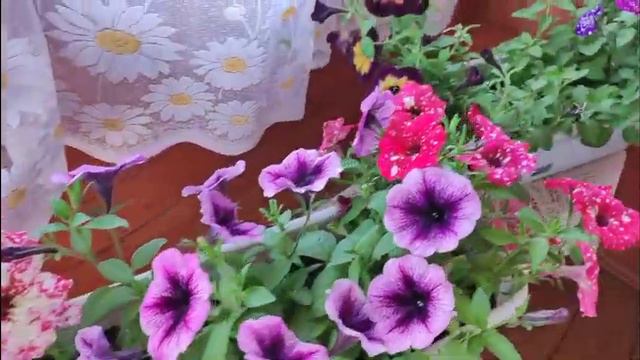 🌸🍀🌺Ампельная Петуния🌺🍀🌸 смотреть онлайн