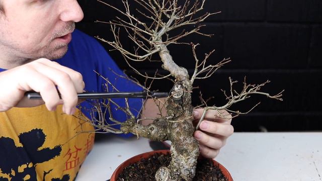 Craggy Yamadori Elm HUGE Feature Branch First Styling - Yamadori Field Elm Bonsai Design смотреть онлайн