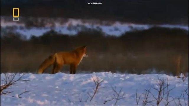 Nature of Russia Природа России.wmv смотреть онлайн