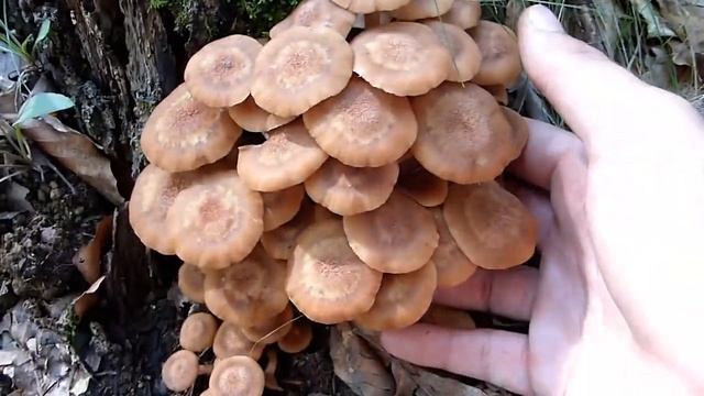 Grmača - Armillaria tabescens смотреть онлайн