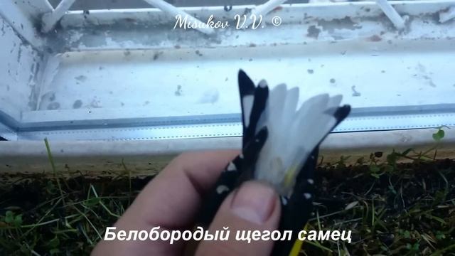 Черноголовый щегол пара. Белобородые щеглы. Carduelis Carduelis. смотреть онлайн