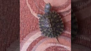 как различить пол красноухой черепахи