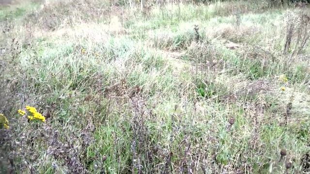 По дороге в лес смотреть онлайн