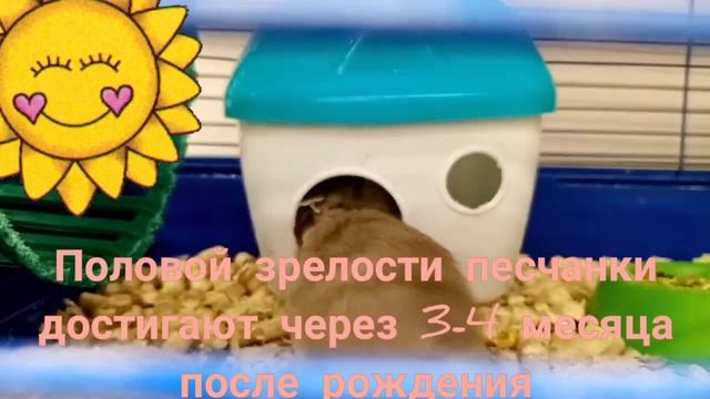 #Все о песчанках! смотреть онлайн