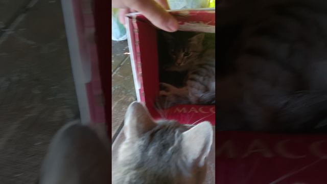 Этой ночью кошка родила котят смотреть онлайн