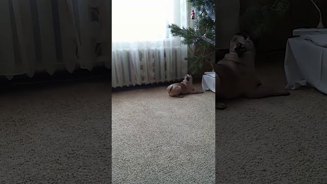 Мопс и ёлка. смотреть онлайн