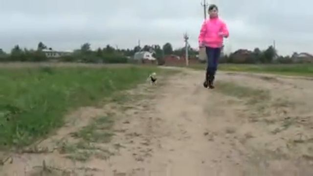 Настя Ягодкина и собачка чихуахуа Радость смотреть онлайн