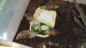 Как обустроить контейнер для улитки ахатины. Обустройство террариума для улиток