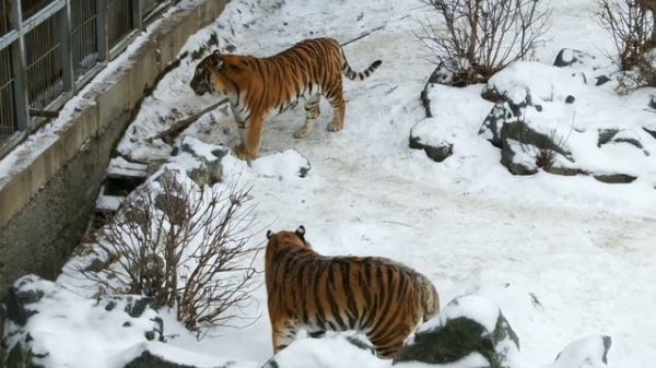 AMOURские тигры начинают день с любви!..❤️Amur Tigers Start their Day with ❤️