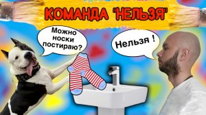 Как научить собаку команде «Нельзя»?