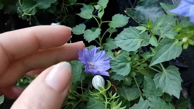 Кампанулы: Dublin Blue, Dublin White, Dublin Bicolor, Napoli, White Wonder, Berlin Bicolor.