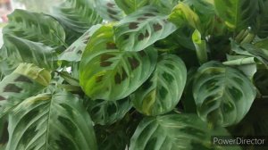 Маранта Бьюти Ким