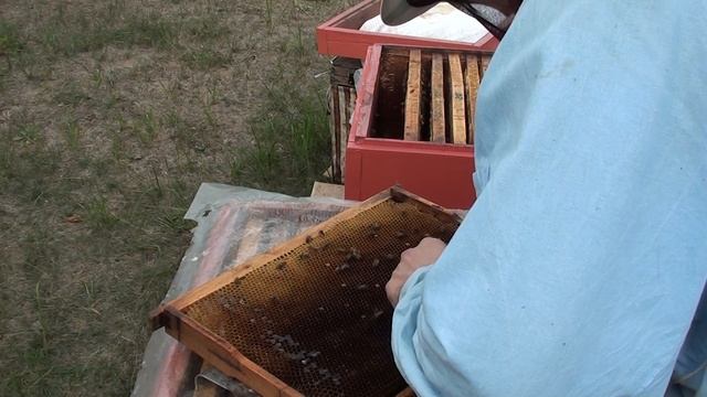 Простой способ объединения слабых отводков. Объединение пчел в зиму. Объединение пчелосемей осенью. смотреть онлайн