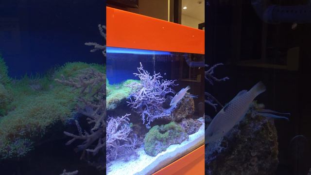 Аквариум в детском кафе г.Алматы смотреть онлайн