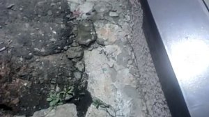 Как вызвать жвачного гномика