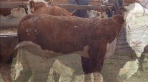 Разведение Герефордской породы коров как бизнес идея | Герефордская корова | Быки Герефорды