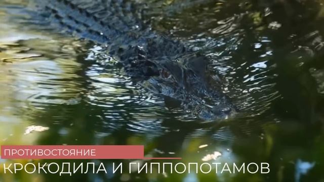 Разорвала на Куски! 100 Редких Битв Животных Снятых на Камеру