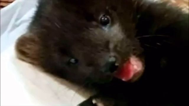 Собака притащила из леса замёрзшего щенка. Через два месяца стало понятно, что это вовсе не щенок смотреть онлайн