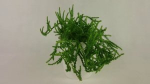 Крассула Плауновидная. Короткий обзор.