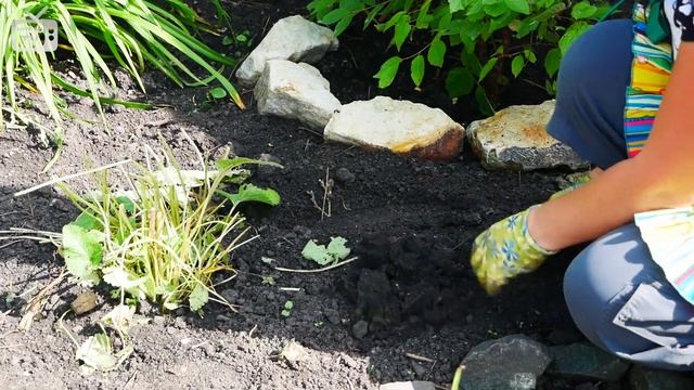 Сажаем рябчик императорский ? Мастер класс HitsadTV