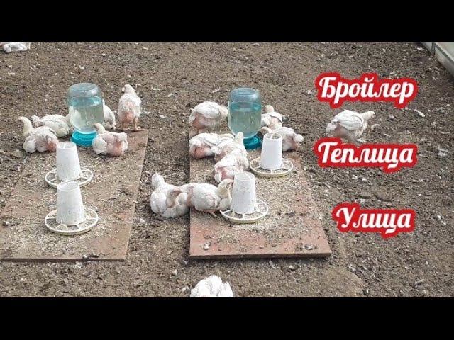 Бройлеру двадцать дней. Теплично - уличное содержание бройлера.... смотреть онлайн