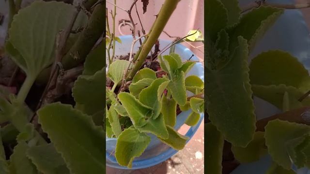 Karpooravalli leaves | Omavalli Leaves | Cough&cold Remedy | Indian Borage | Plectranthus amboinicu смотреть онлайн