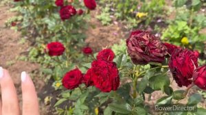 Обзор роз серии Майра (Mayra's Rose)